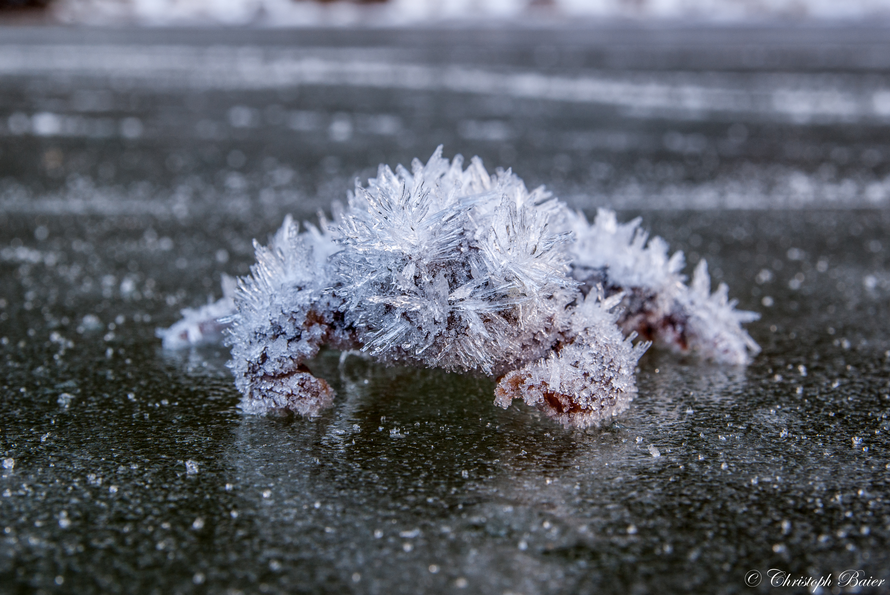 Überlebenskampf im Winter: Gefrorener Frosch