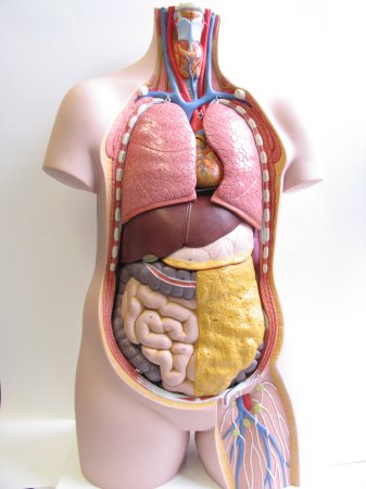 Fach Biologie Modell Torso