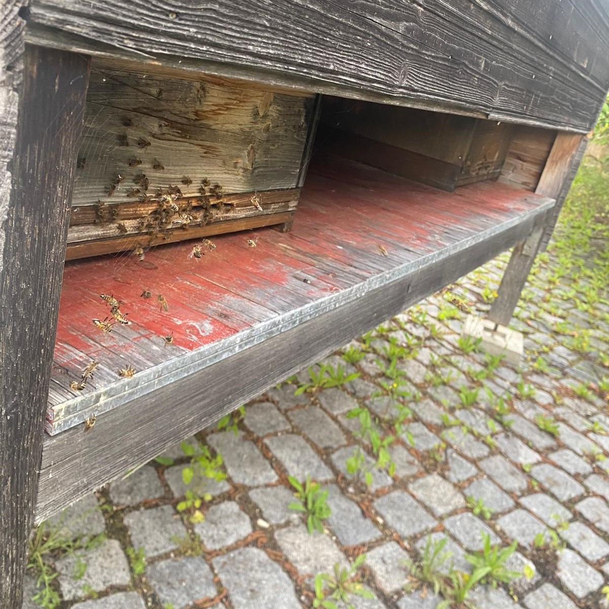 Bienen erkunden ihrern neuen Bienenstock am SGM.jpg