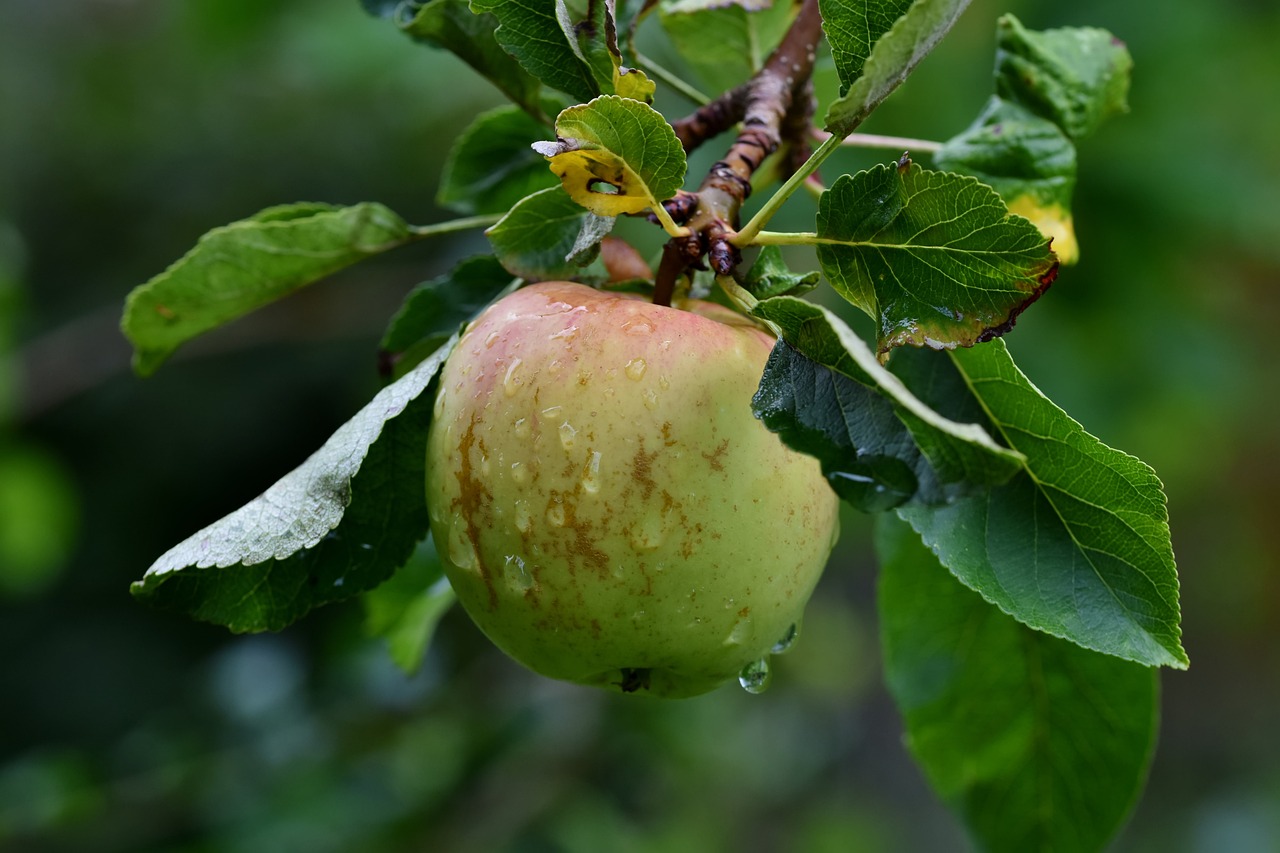 Apfelbaum Foto: Pixabay