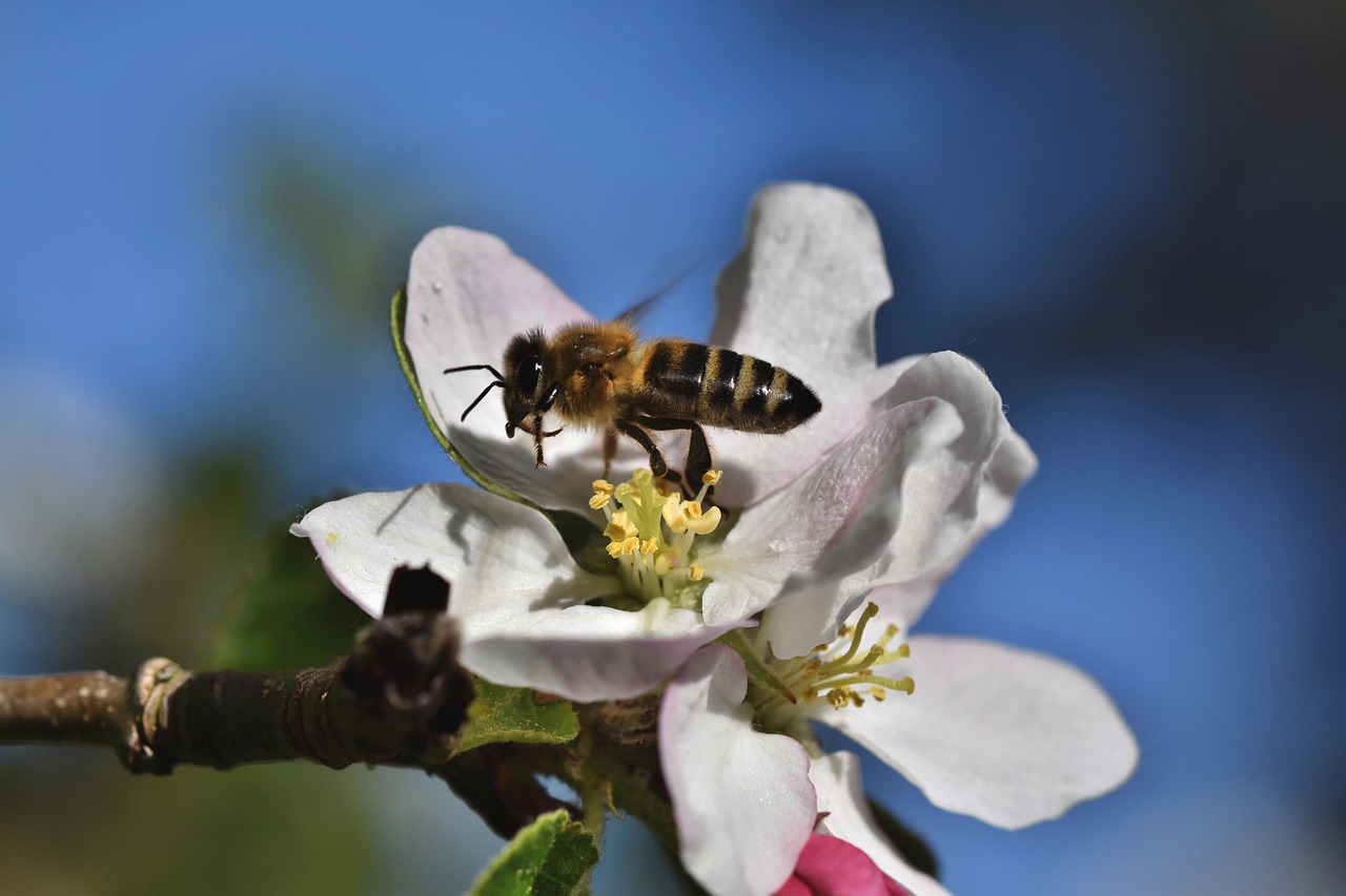 Apfelbaumblüte Foto: Pixabay