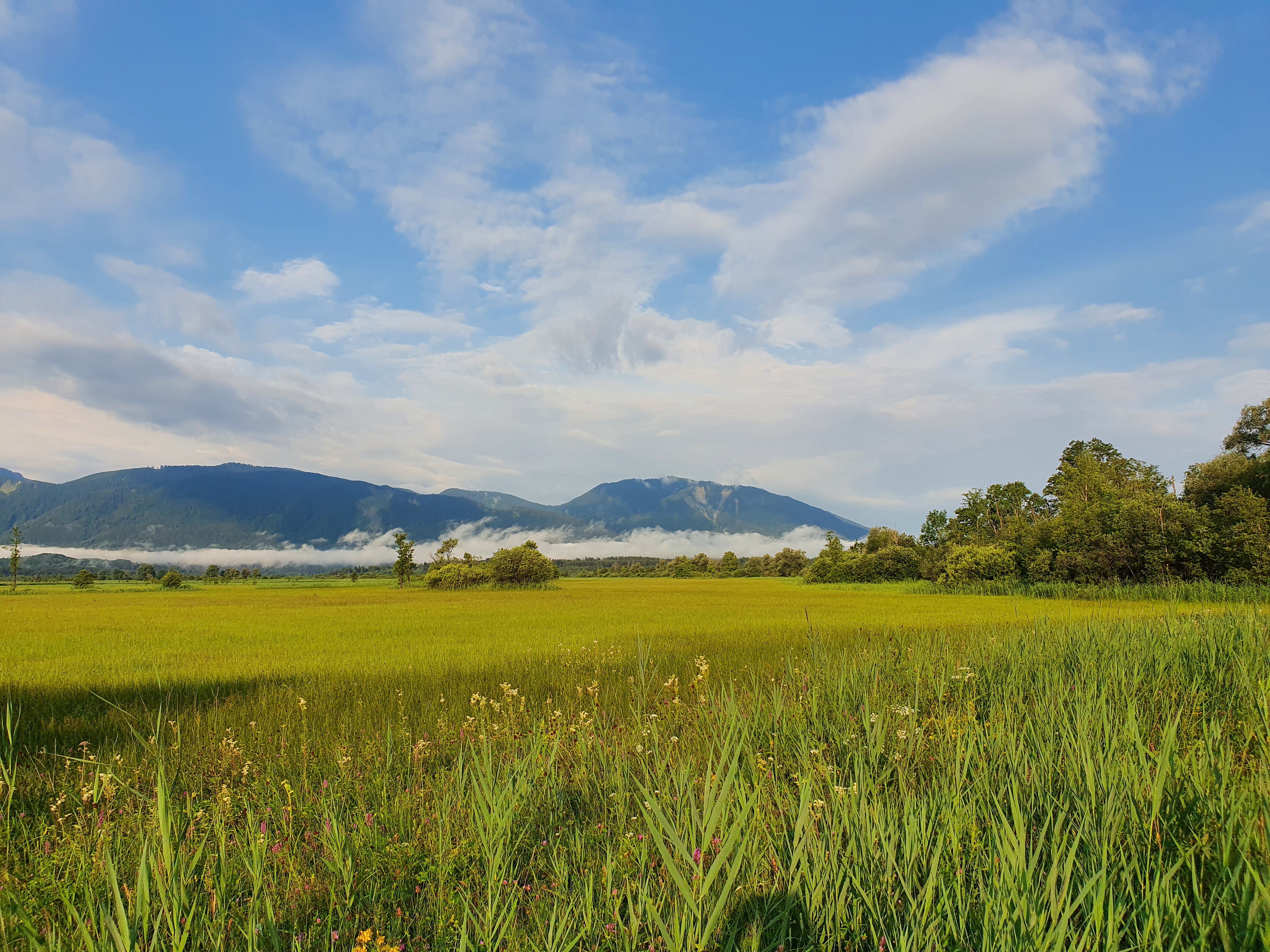 Exkursion Ökosystem Grünland: Blick aufs nebelige Murnauer Moos