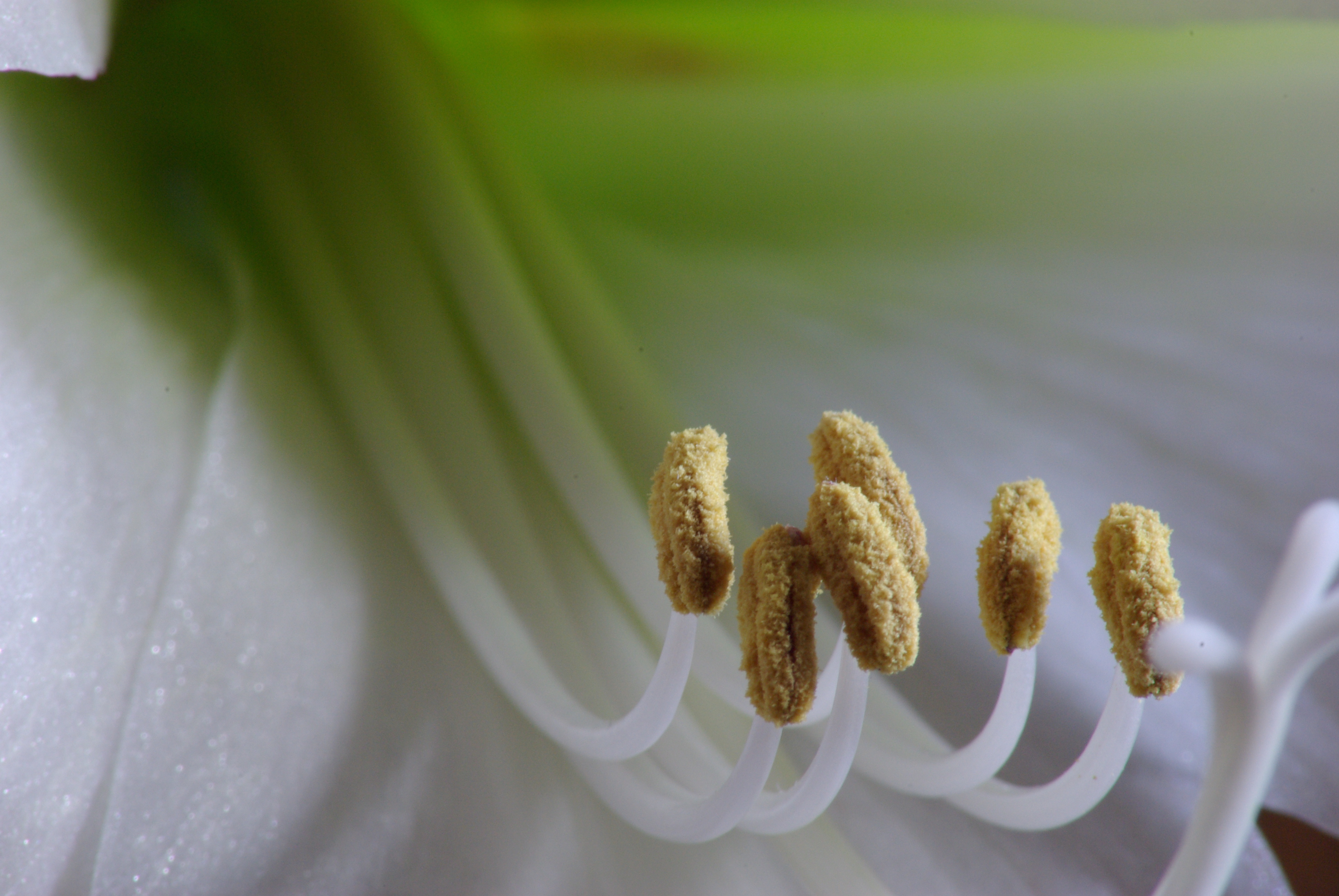 Pflanzen ganz nah: Staubbeutel einer Amaryllis