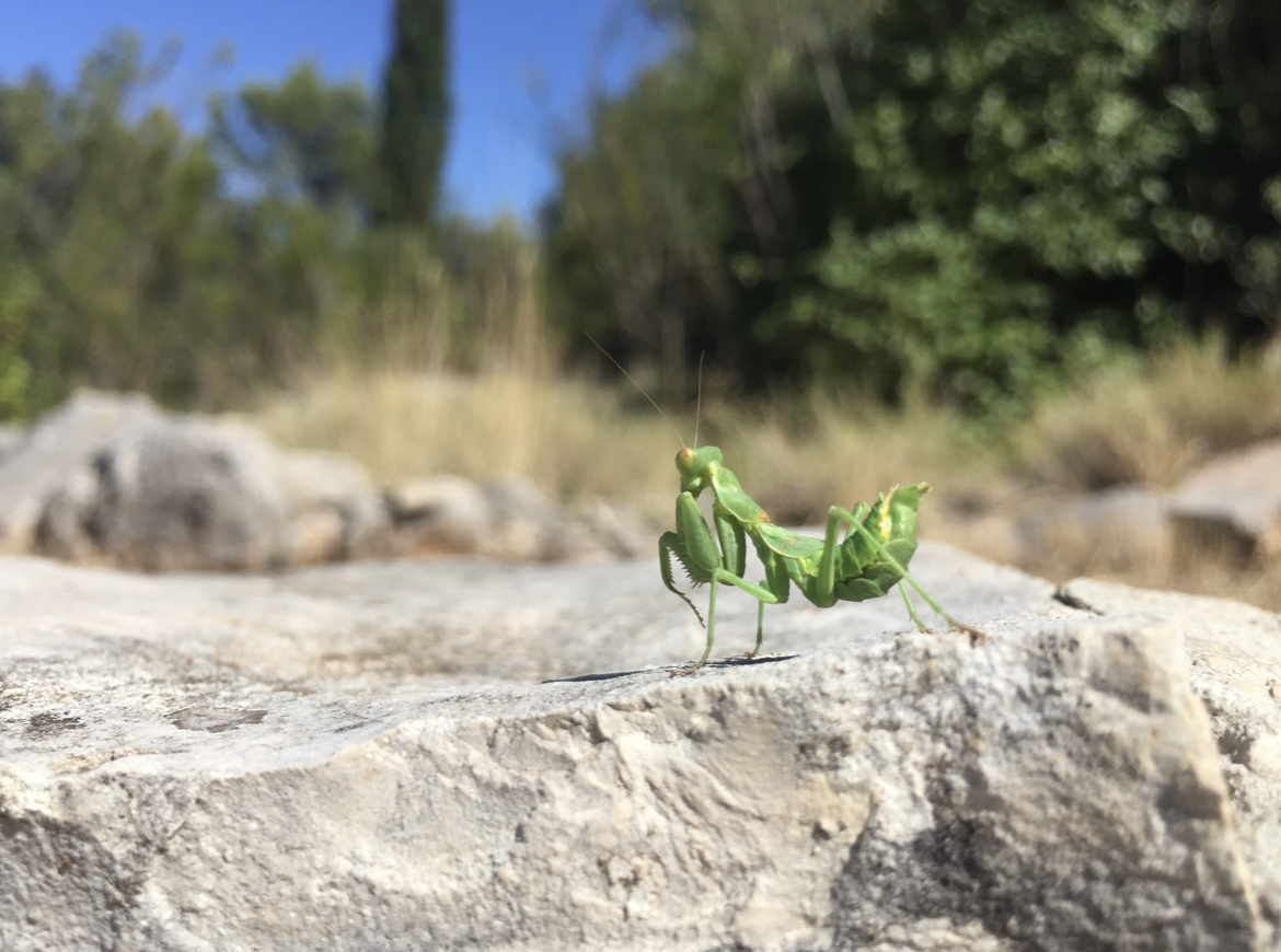 Schulgarten 3CA20B0D-8CBD-4216-8706-1D71CB590FCD.jpeg