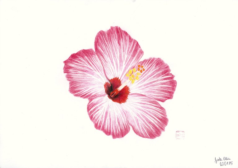 Jurk, Ella, Zeichnung Buntstift color, Blüte, Q11 Kunst Additum, 2015
