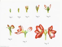 Krause, Yvonne, Wachstum, Amaryllis in 8 Phasen, Q11 Kunst Additum, 2015