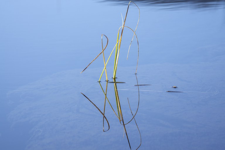Bäck, Nele, Gras im Wasser am Staffelsee, Fotografie, Portfolio, Jg11, 2022