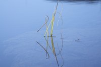 Bäck, Nele, Gras im Wasser am Staffelsee, Fotografie, Portfolio, Jg11, 2022