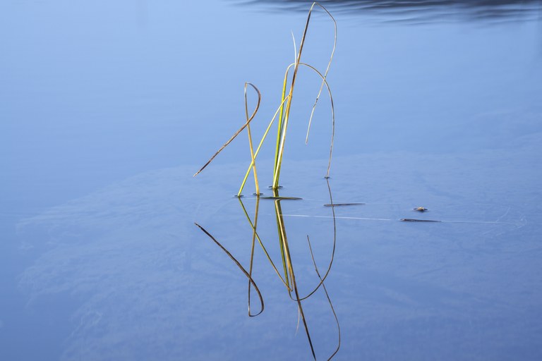 Bäck, Nele, Gras im Wasser am Staffelsee, Fotografie, Portfolio, Jg11, 2022
