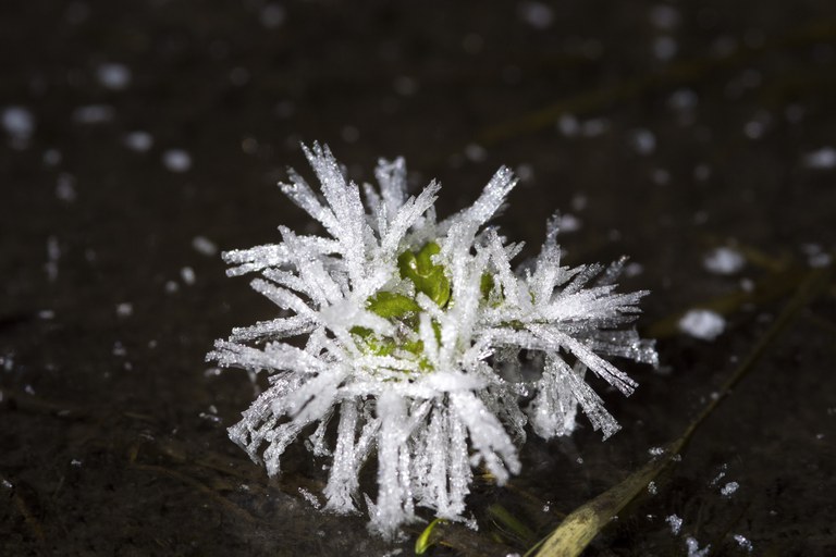 Bäck, Nele, Schneekristalle, Fotografie, Portfolio, Jg11, 2022.