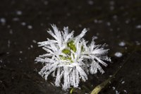 Bäck, Nele, Schneekristalle, Fotografie, Portfolio, Jg11, 2022.